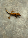 Harlequin Crested Gecko