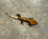 Hawk and Dove Line Harlequin Crested Gecko