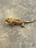Pinstripe Crested Gecko