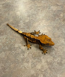 Hawk and Dove Line Harlequin Crested Gecko