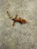 Harlequin Crested Gecko