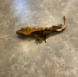 Brindle/Flame Crested Gecko