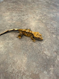Tricolor Partial Pinstripe Crested Gecko