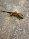 Male Tiger Crested Gecko