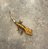 Harlequin Crested Gecko