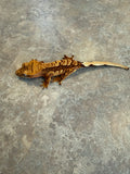 Cream Red Harlequin Crested Gecko