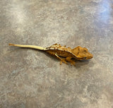 Lilly White Crested Gecko