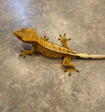 Low Expression Lilly White Crested Gecko