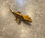 Harlequin Crested Gecko