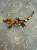 Hawk and Dove Line Harlequin Crested Gecko