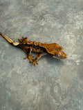 Hawk and Dove Line Harlequin Crested Gecko