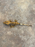 Harlequin Crested Gecko