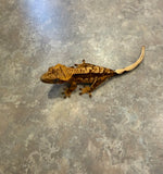 Cream Red Harlequin Crested Gecko