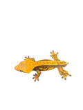 Male Tangerine Pinstripe Crested Gecko