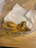 Yellow Tiger Crested Gecko