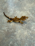 Tiger Crested Gecko