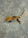 Hawk and Dove Line Harlequin Crested Gecko
