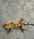 Tiger Crested Gecko