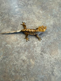 Harlequin Crested Gecko