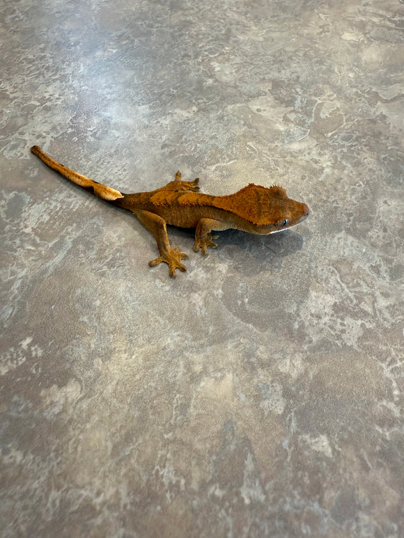 Brindle Crested Gecko