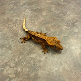 Cream Red Harlequin Crested Gecko