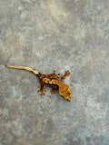 Cream Red Harlequin Crested Gecko