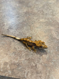 Harlequin Crested Gecko