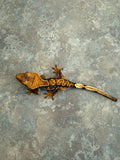 Hawk and Dove Line Harlequin Crested Gecko