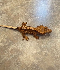 Cream Red Harlequin Crested Gecko