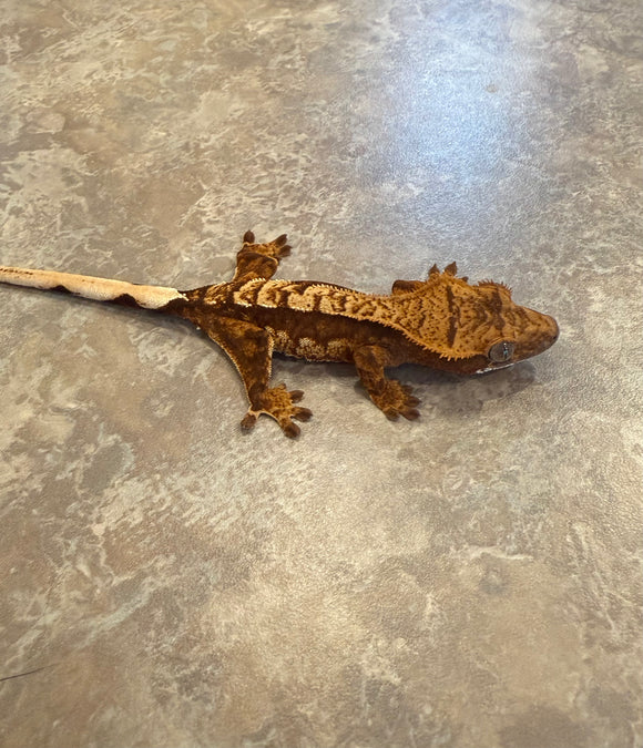 Cream Red Harlequin Crested Gecko