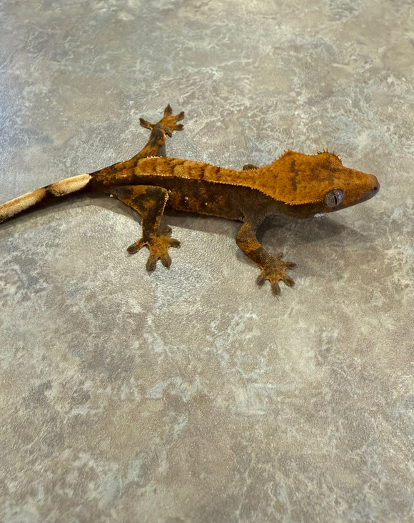 Hawk and Dove Line Harlequin Crested Gecko