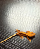 Cream Harlequin Crested Gecko