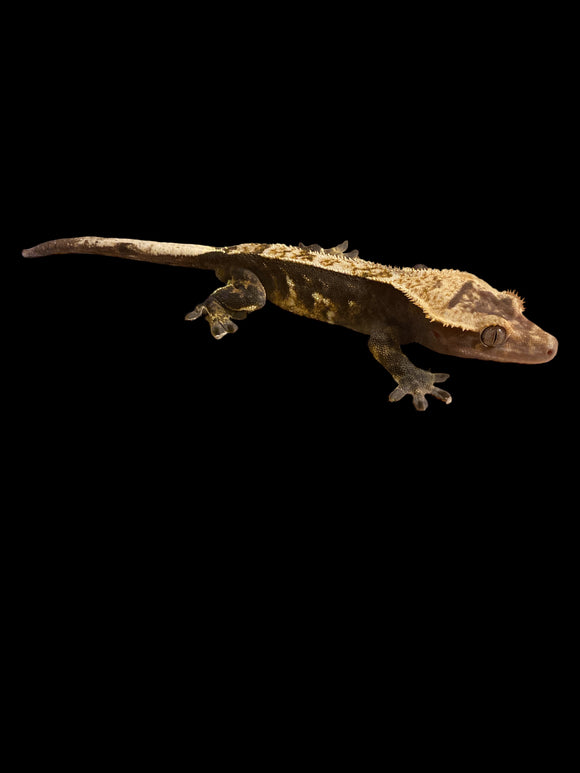 Male Pinstripe Crested Gecko for sale with free shipping