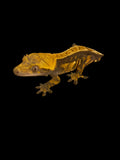 Male Tangerine Pinstripe Crested Gecko
