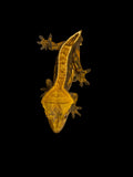 Male Tangerine Pinstripe Crested Gecko for sale