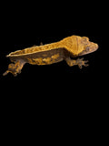 Male Tangerine Pinstripe Crested Gecko for sale