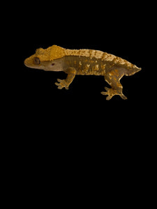 Cream Crested Gecko for sale