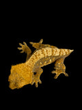 Cream Crested Gecko for sale