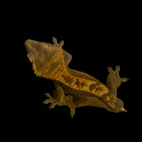 Dark Tangerine Pinstripe Crested Gecko from NiceRhac.com