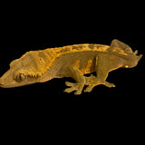 Dark Based Tangerine Pinstripe Male Crested Gecko for sale online