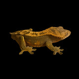 Tangerine Pinstripe Crested Gecko for sale