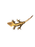 Adult Male Pinstripe Crested Gecko