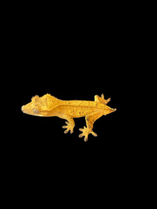 Orange Tiger Crested Gecko with Dalmatian Spots