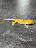 Red Harlequin Crested Gecko