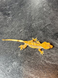 Red Harlequin Crested Gecko