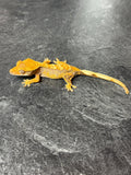 Red Harlequin Crested Gecko