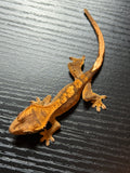 Brindle/Flame Crested Gecko