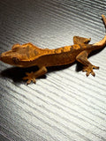 Brindle/Flame Crested Gecko