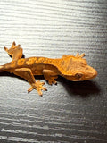 Brindle/Flame Crested Gecko