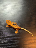 Cream Harlequin Crested Gecko